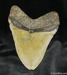 Monster Inch Megalodon Tooth #842-2